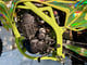 купить Мотоцикл BRZ Z6 PR300 (172FMM-PR) ENDURO в Санкт-Петербурге Спб - фото 