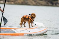 купить Надувная доска для SUP-бординга SHARK ALL-ROUND 10'8" 2022 в Москве - фото 